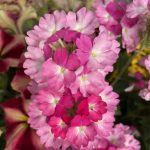 728084 – Plants2Gardens Colour Combinations 10x 9cm Collection